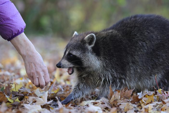 women feeding raccoon