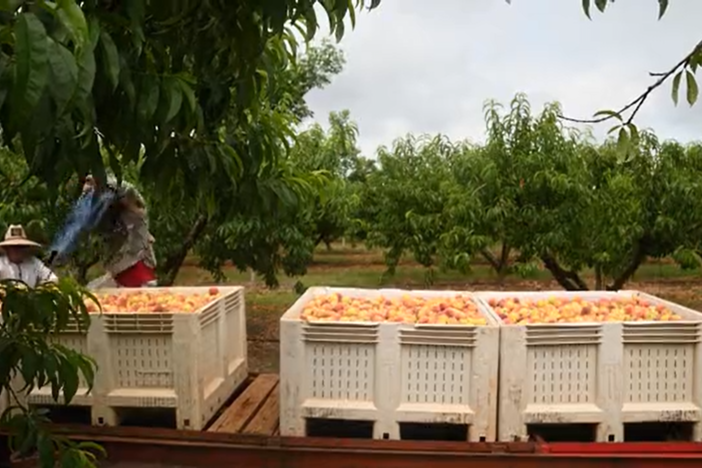 Lee and Robert Dickey with Dickey Farms discuss the 2023 peach crop. Lack of chill hours and a late freeze has caused a substantial loss in the crop.  