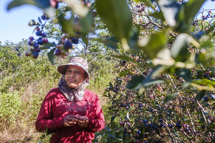 Silvia Moreno Ayala dice que se encanta su trabajo en los campos de una finca familiar in el Sur de Georgia, pero ella ha luchado por muchos años con dificultades con sus riñones relatada a el calor. Su médico le ha dicho que el trabajo que le gusta es peligroso para su salud.   