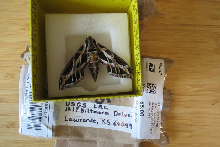 A Sphinx moth mailed from Texas to the USGS Lepidoptera Research Collection. 