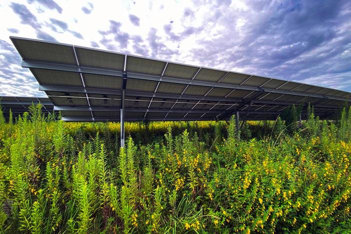 This pollinator research area is located underneath the right-of-way solar array that’s located along I-85 near exit 14 in LaGrange, Georgia. Mike Haskey / Ledger-Enquirer