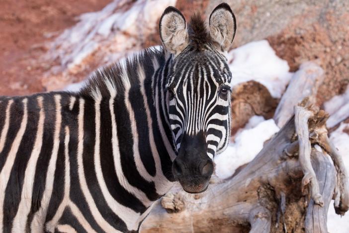 Zoo Atlanta zebra Wembe