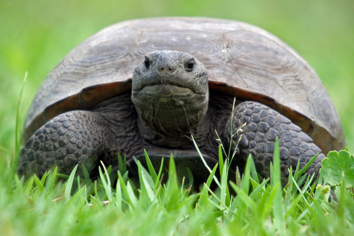 Gopher tortoise