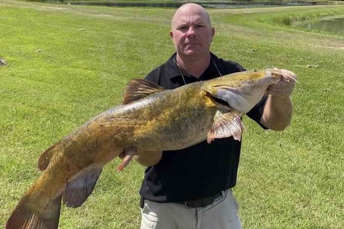 This photo provided by the Georgia Department of Natural Resources shows Joel Fleming holding a flathead catfish on Monday, Sept. 25, 2023, at the department fisheries regional office in Richmond Hill, Ga. 