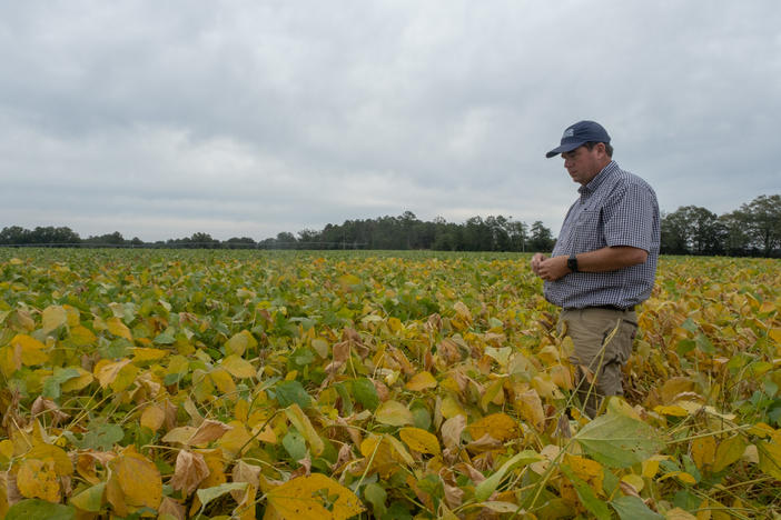 Farmer Neal Lee stands in a soybean field on his family farm in Dawson, where they also grow peanuts and cotton. White-tailed deer are more likely to eat row crops farther away from the road, where the plants are ankle height.