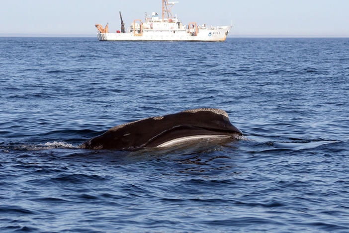 A North Atlantic right whale swims near a federal research vessel.