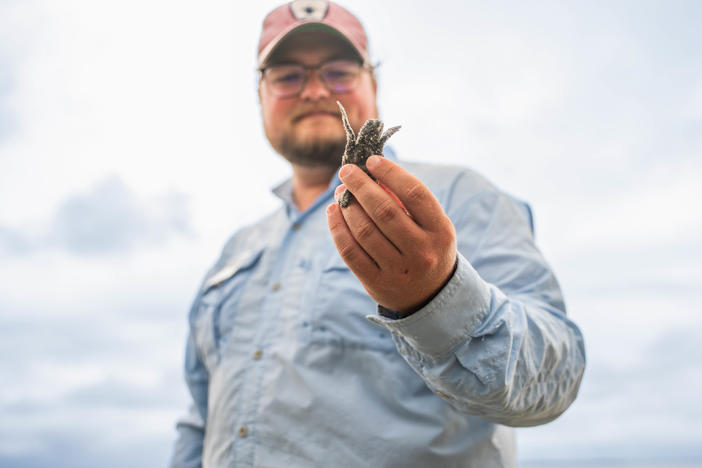 A Georgia Sea Turtle Center researcher holds a baby loggerhead sea turtle on Jekyll Island.