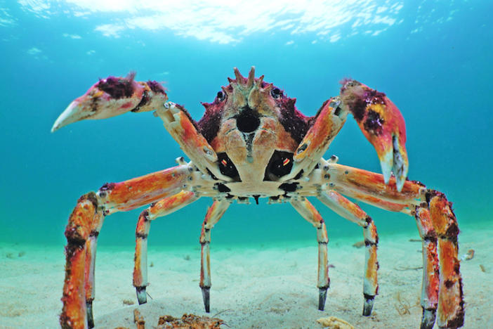 A camera hidden in a robotic crab underwater.