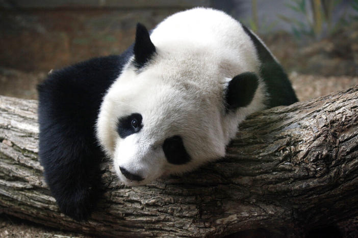 A giant panda called Po takes a rest inside his exhibit at Zoo Atlanta, Tuesday, July 2, 2013, in Atlanta.