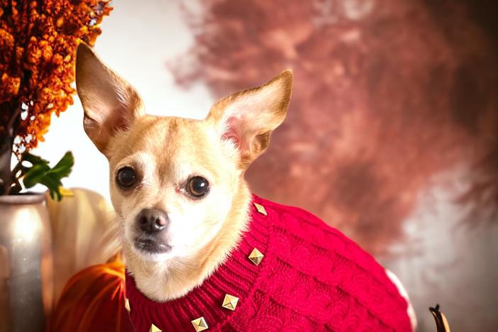 A dog in a red sweater