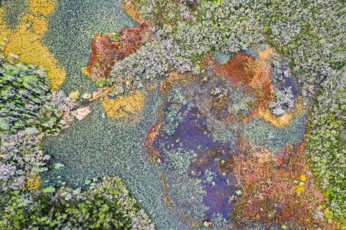 Aerial view of the Okefenokee in April.