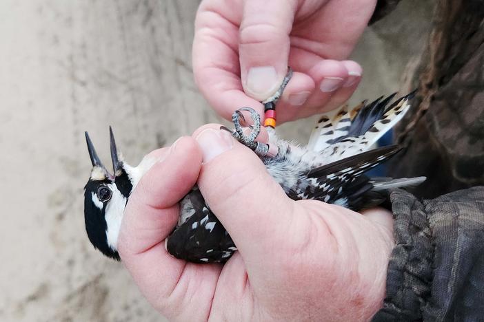 A red-cockaded woodpecker captured at the Army's Fort Stewart before relocation to Sprewell Bluff betwen Macon and Columbus. 