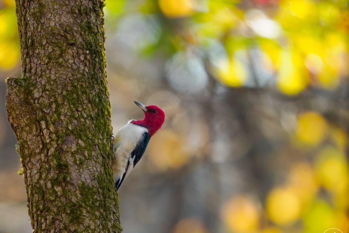 A red-headed Woodpecker like the one featured in the logo for Birds Georgia, which announced a name change from Georgia Audubon on Nov. 30