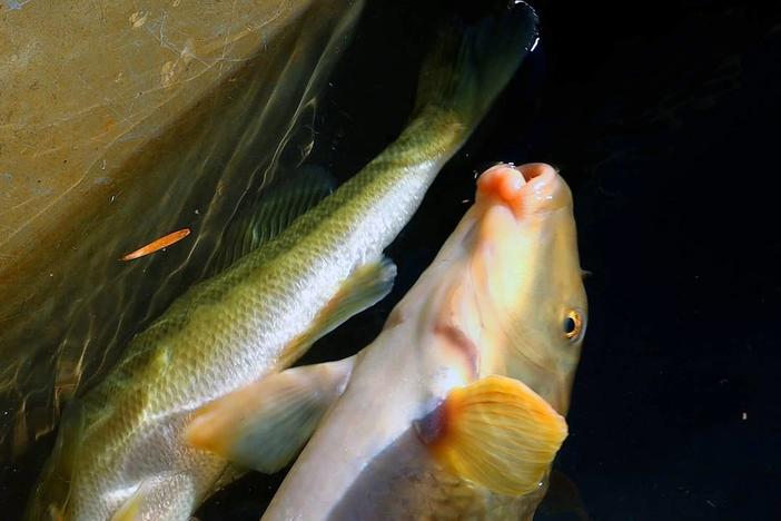 An Apalachicola Red Horse “Sucker” stunned in the shock boat as it is caught by Dr. Steve Sammons near the Waveshaper in Columbus, Ga. on Nov. 29, 2023. 