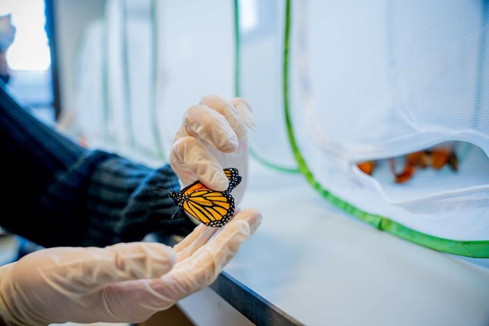 monarch butterfly