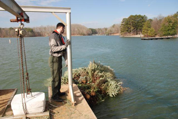 Volunteers and employees with the U.S. Army Corps of Engineers, Savannah District, accept Christmas trees at various boat ramps as part of the Corps' annual Christmas tree recycling program at Hartwell and J. Strom Thurmond Lakes. Photo courtesy U.S. Army Corps of Engineers, Savannah District
