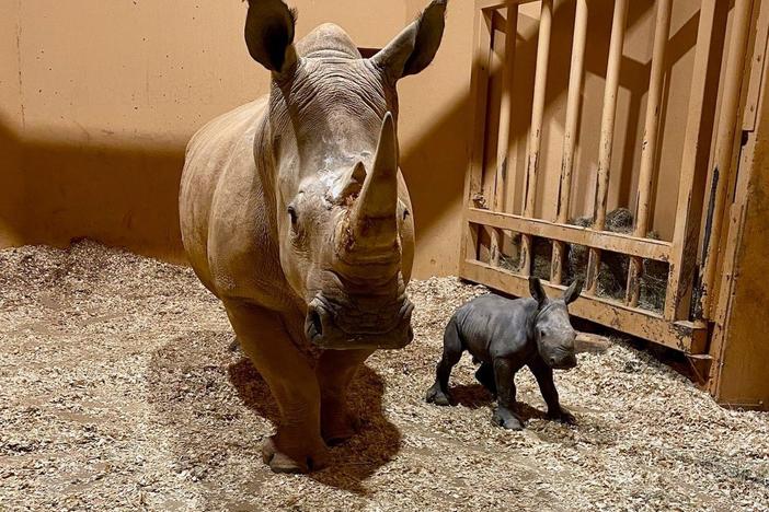 Zoo Atlanta is thrilled to announce that Kiazi the southern white rhinoceros gave birth to a calf on December 24, 2023. The newborn is the first southern white rhino ever born at Zoo Atlanta.