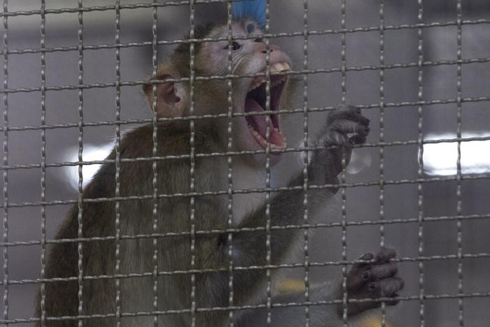 A long-tailed macaque which is kept for use in the clinical research is seen inside cage at National Primate Research Center, run by Chulalongkorn University in Saraburi Province, north of Bangkok, Saturday, May 23, 2020. 