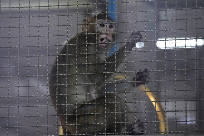 A long-tailed macaque kept for use in clinical research sits in a cage, May 23, 2020, in Saraburi Province, north of Bangkok. Some residents and an animal rights group on Tuesday, Jan. 16, 2024, protested plans to build a $400 million facility in the southwest Georgia town of Bainbridge to breed long-tailed macaques for medical research.