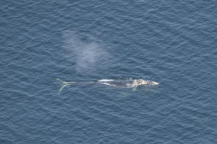 An aerial survey team from Fisheries and Oceans Canada sight North Atlantic right whale “Specs” (#2930) in deteriorating health. Credit: DFO Science Aerial Survey Team.