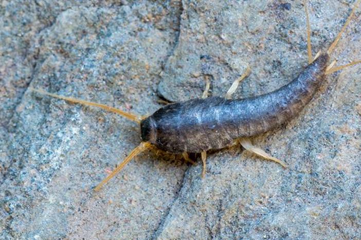 Silverfish