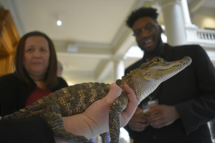  Creature and Charlie were big hits with politicians and other Capitol visitors on Swamp Day. They are two baby alligators from the Okefenokee Swamp Park in Waycross. Ross Williams/Georgia Recorder