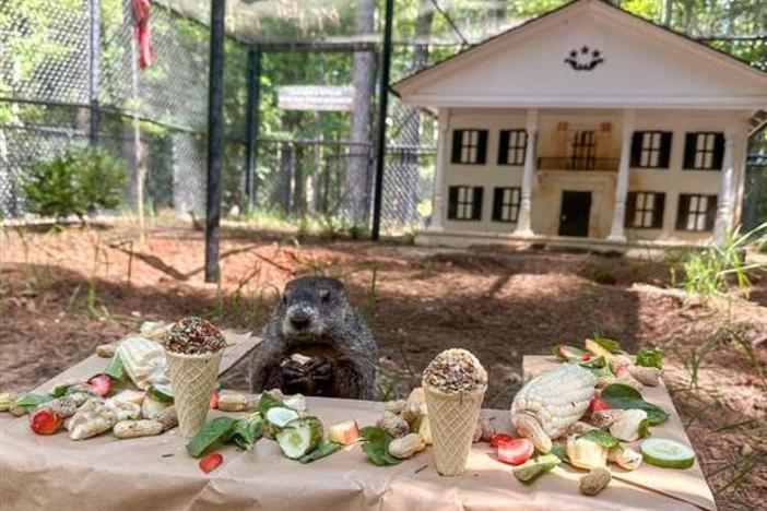 Groundhog General Beauregard Lee is show enjoying snacks near his hom at the Dauset Trails Nature Center in an undated photo. On Feb. 2, 2024, he predicted an early spring for Georgia.