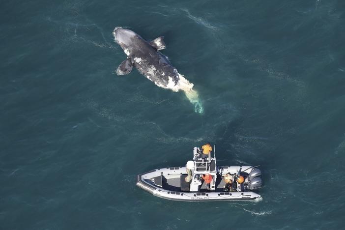 This photo provided by the Georgia Department of Natural Resources shows a DNR boat crew assessing a dead juvenile right whale about 20 miles off Tybee Island, Ga., Wednesday, Feb. 14, 2024.