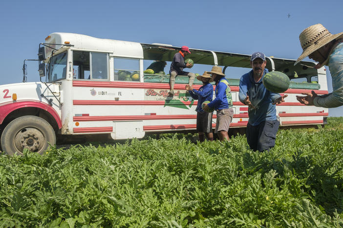 Watermelon pickers in a field near Pitts, Ga. on June 27, 2023. Workers take four water breaks an hour to stay safe in the extreme heat of field work.