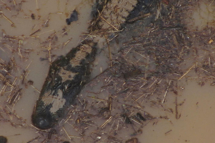 The alligator Hall County Sheriff's Office police found in a pond.