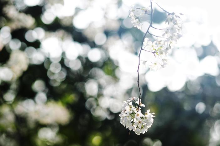 Cherry blossoms in Macon. 