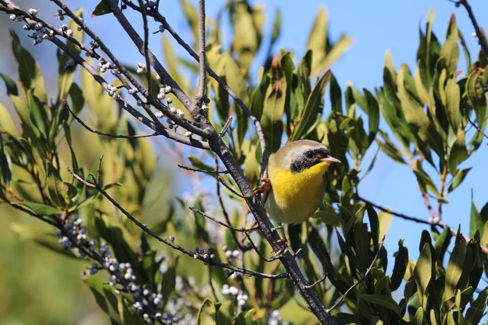 Common yellowthroats