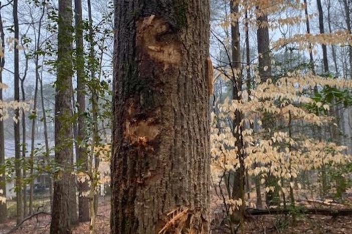 Scarred tree at the Dunwoody Nature Center