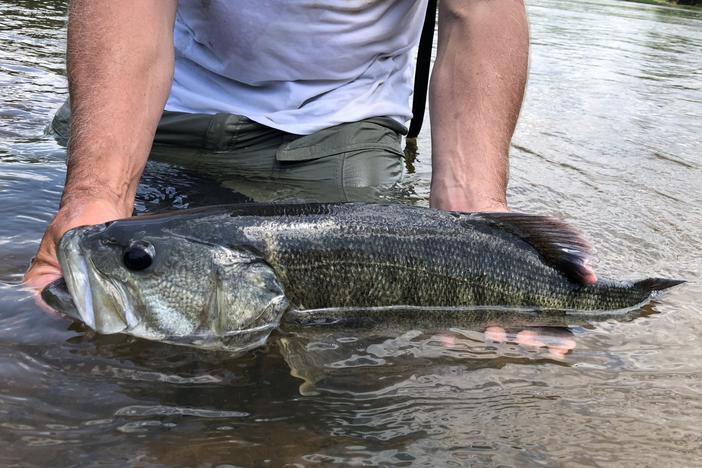 Shoal bass fish.