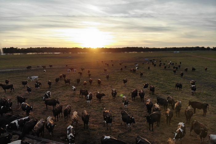 Cows at Sweet Grass Dairy