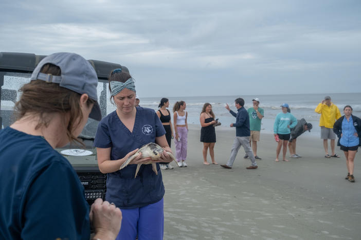 Onlookers gather to watch as volunteers  release rehabilitated and endangered Kemp's ridley sea turtles into the waters off Jekyll Island.