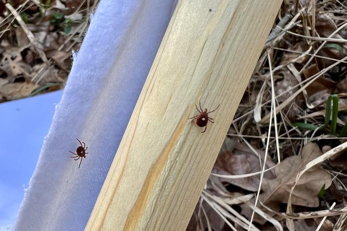 Adult Lone star ticks on a flag. Credit: Steph Bellman