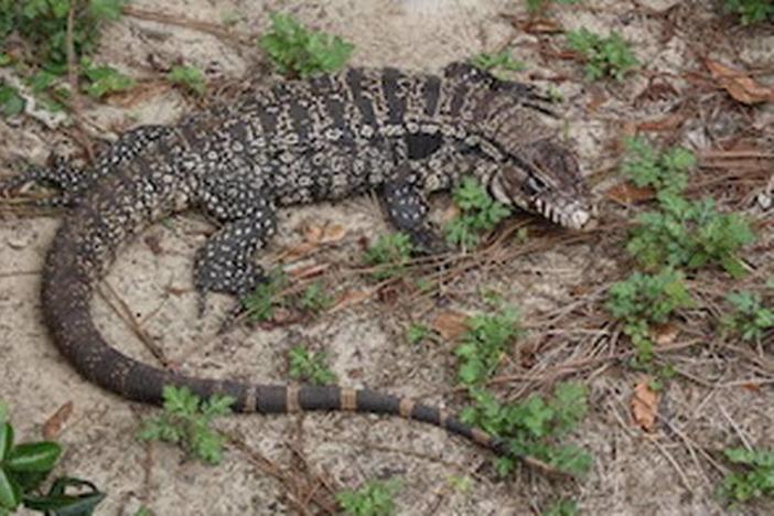Giant Argentine lizards spotted in 2 Georgia counties. Here’s what to do if you see one