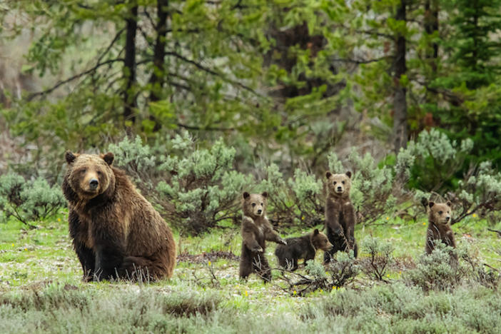 A mama bear and 4 cubs in the forest.