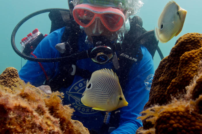 Dr. Erinn Muller examining corals with stony coral tissue loss disease in Florida.