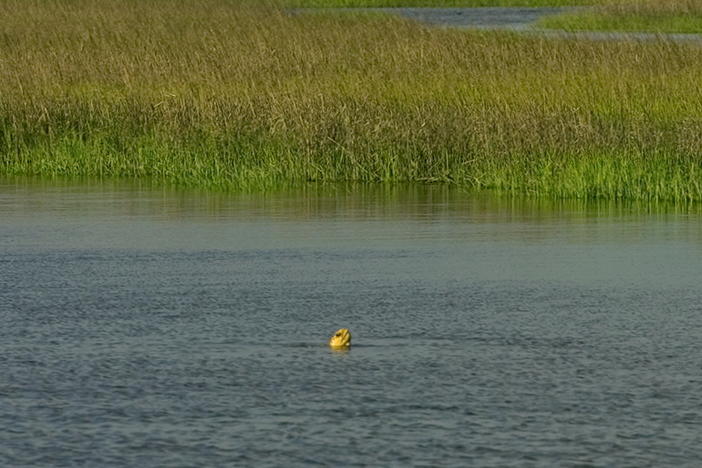 Loggerhead sea turtle in an estuary. Credit: Georgia Department of Natural Resources