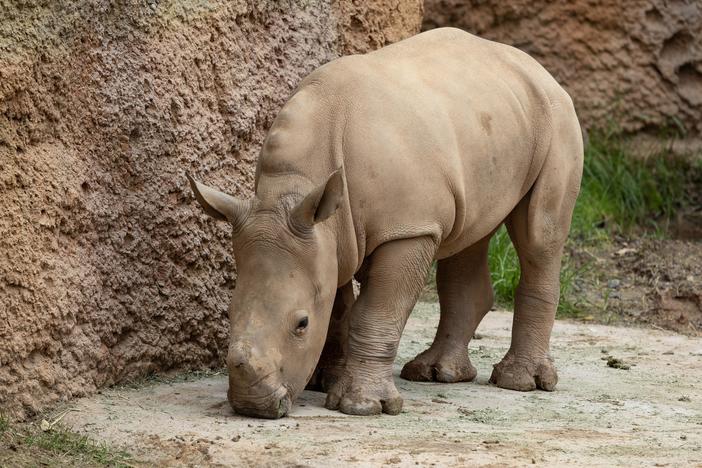 Zoo Atlanta's southern white rhino calf.