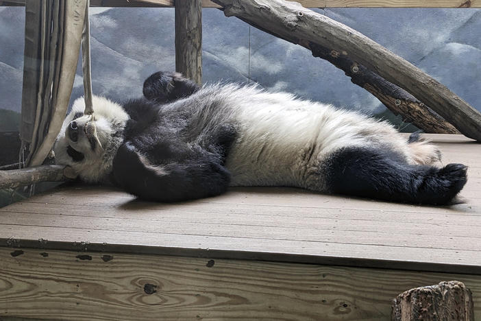 One of four panda bears at Zoo Atlanta rests in their habitat on Dec. 30, 2023, in Atlanta. The zoo's giant panda bear agreement with China expires in late 2024, and plans are underway for Lun Lun, Yang Yang, Ya Lun and Xi Lun to travel to China later in the year, though further details on their travel were not immediately available. 