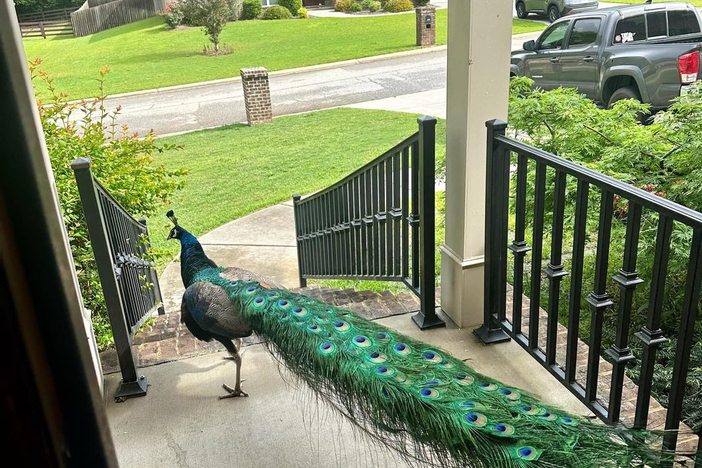 Earl The Elusive Peacock of Middle Georgia.