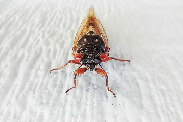 cicada