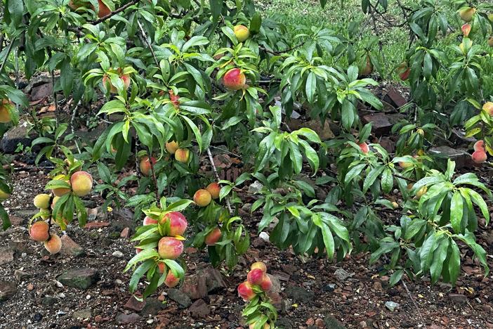 Peach tree branches are shown with ripe peaches hanging from them.