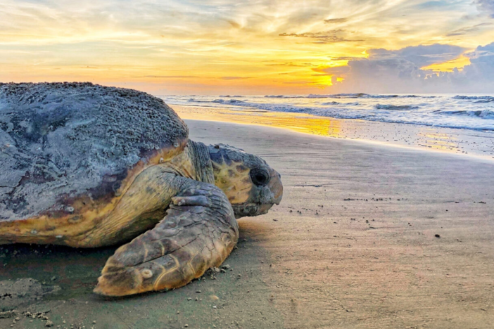 File photo of a loggerhead sea turtle nesting at dawn on Ossabaw Island, Georgia.