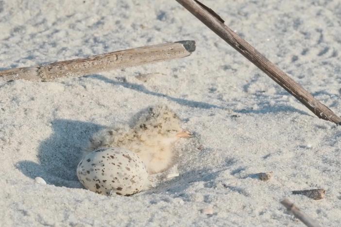 A recently hatched shorebird rests in its nest. Credit: Justin Taylor/The Current