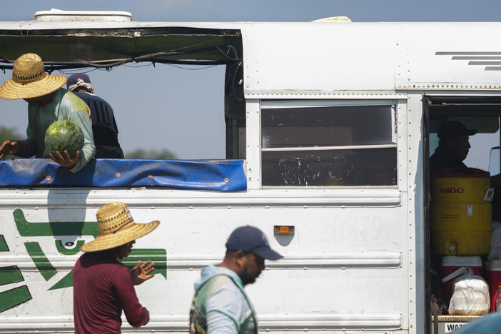 Watermelon pickers in a field near Pitts, Ga. on June 27, 2023. Workers take four water breaks an hour to stay safe in the extreme heat of field work.