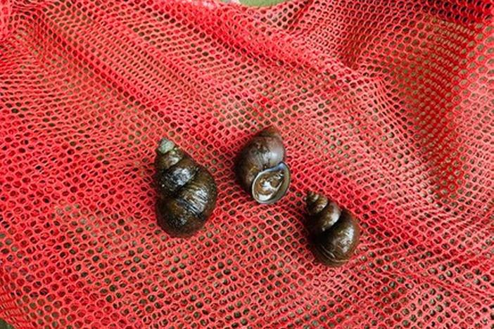 The mystery snails are native to parts of Asia. Georgia Department of Natural Resources’ Wildlife Resources Division  